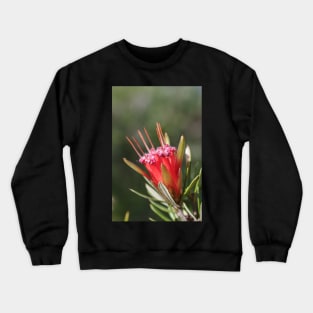 Mountain Devil Flower. Lambertia Formosa Crewneck Sweatshirt